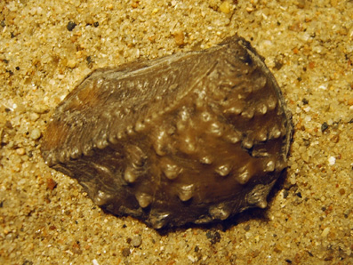 myophorella clavellata