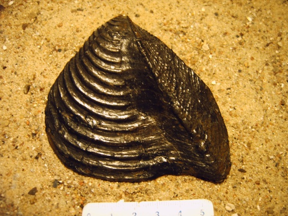 Trigonia aus dem Jura/Dogger, ca. 140 Millionen Jahre 