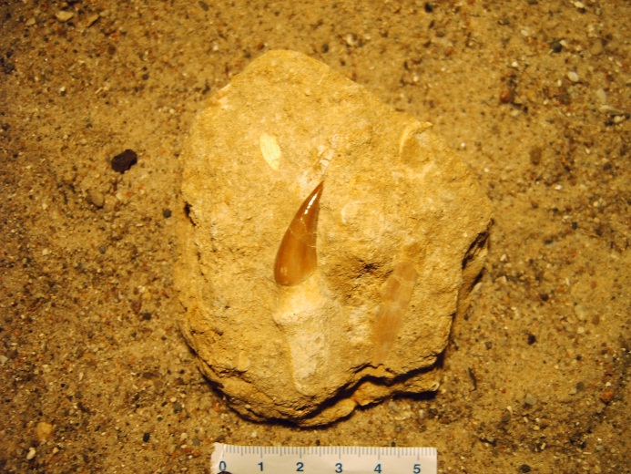 Fischsaurierzahn aus der Kreidezeit, Maastrichtium, ca. 70 Millionen Jahre 
