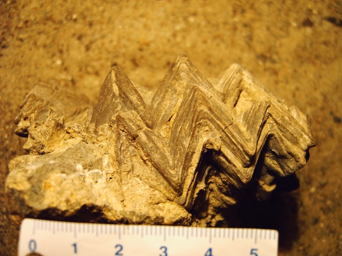 Hahnenkammauster aus dem Jura/Dogger, ca. 160 Millionen Jahre