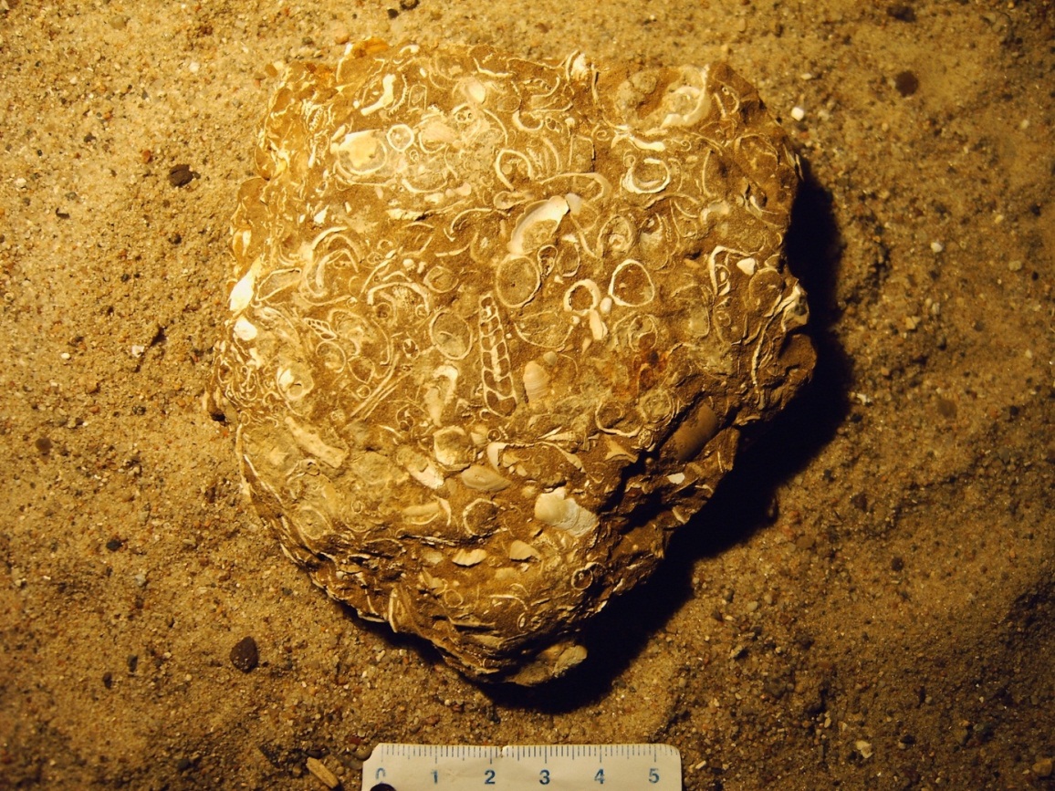 Längsschnitt durch eine Turmschnecke aus dem Oligozän