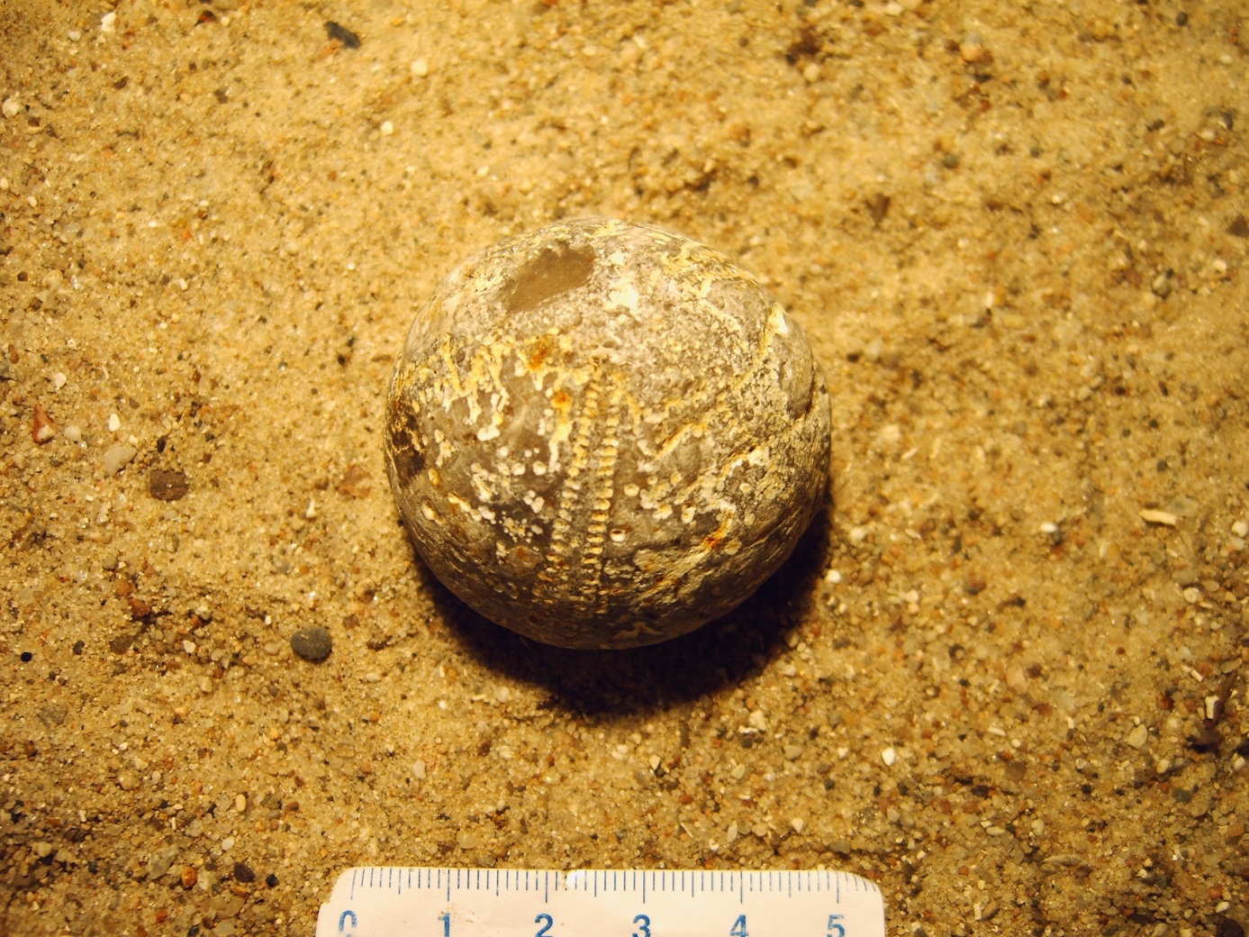 Galerites, ca. 70 Millionen Jahre