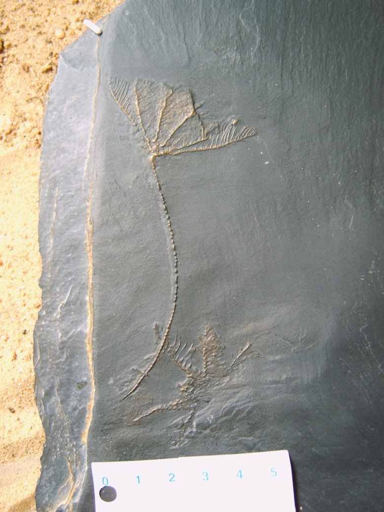 Seelilie, Devon ca. 380 Millionen Jahre