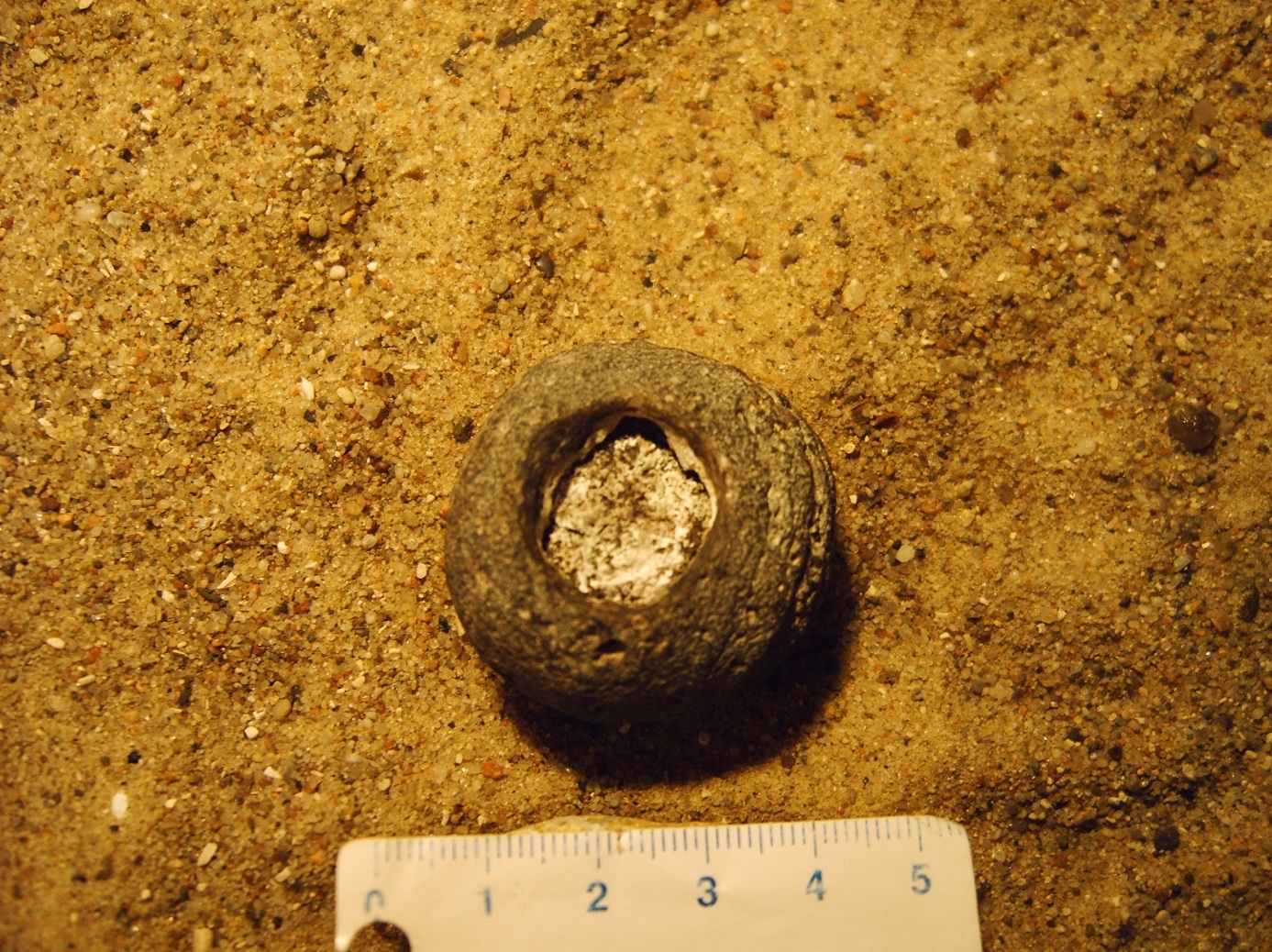 Plinthosella squamosa, ca. 70 Millionen Jahre 
