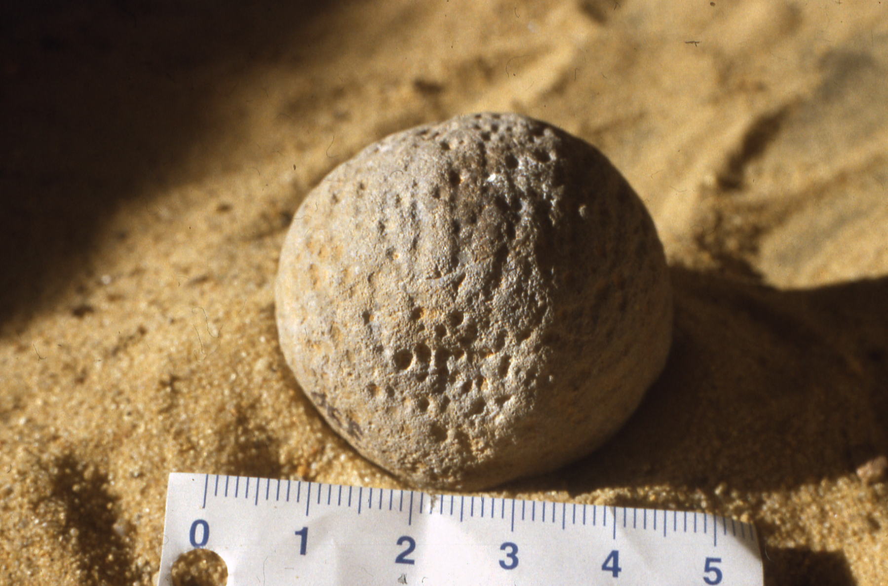 Schwamm (Asylospongia praemorsa), Silur, ca. 400 Millionen Jahre 