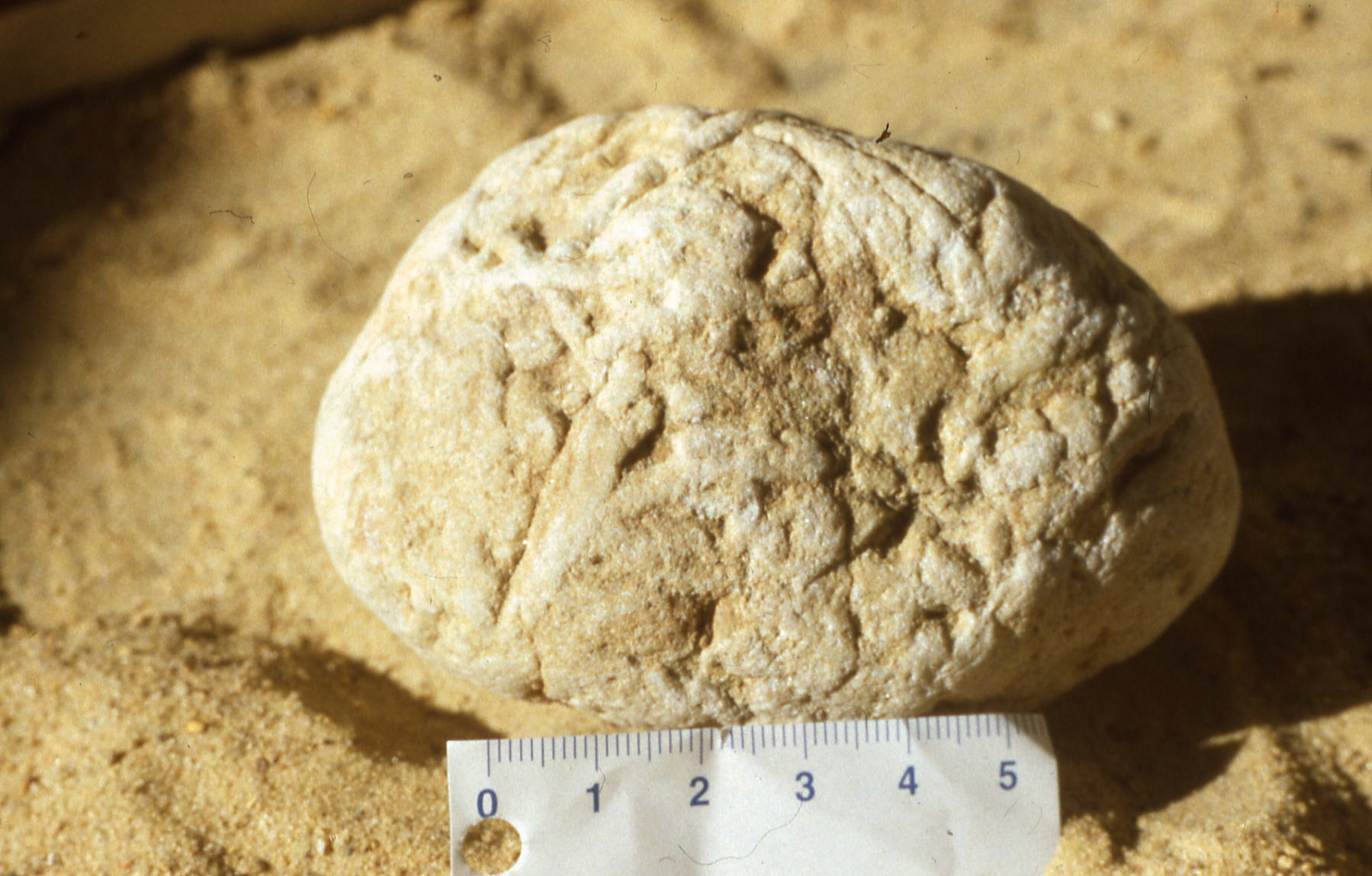 Stück Sediment – durchwühlter Meeresboden, versteinert