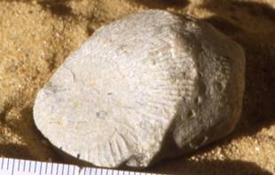 Koralle, Silur, ca. 400 Millionen Jahre