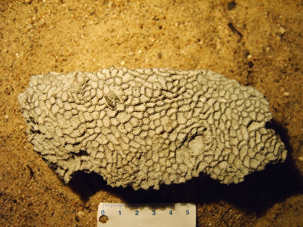 Kettenkoralle, Silur ca 400 Millionen Jahre