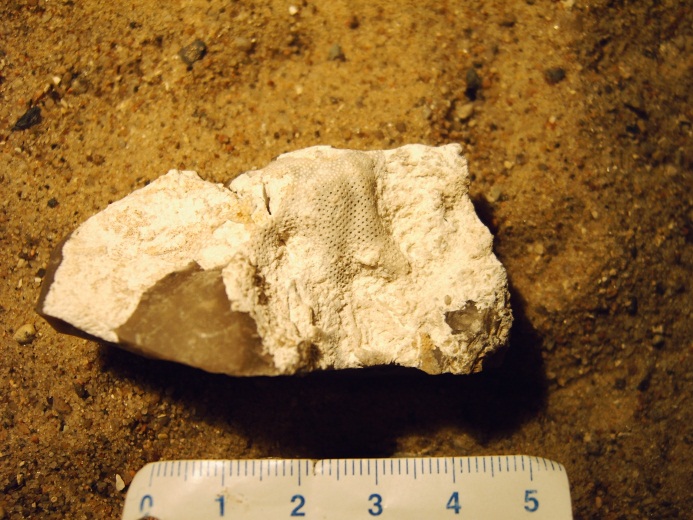 Bryozoen (Moostierchen), Kreide ca. 70 Millionen Jahre