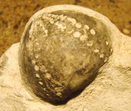 Fossile Wasserwaage