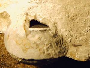 Fossile Wasserwage
