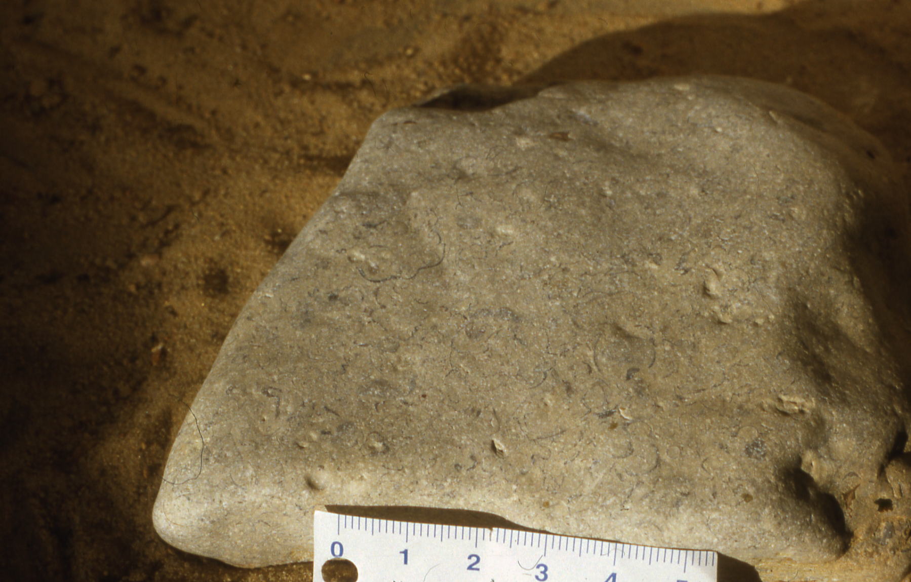 Fossilien von außen