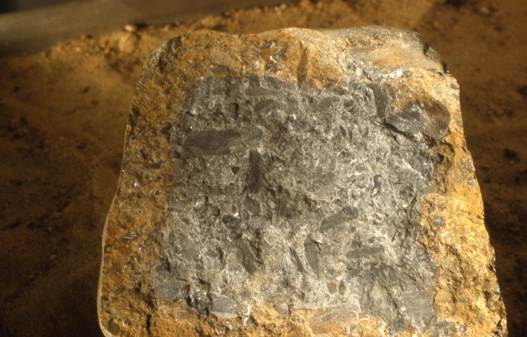 Fossilien innen - Bryozoen und Brachiopoden