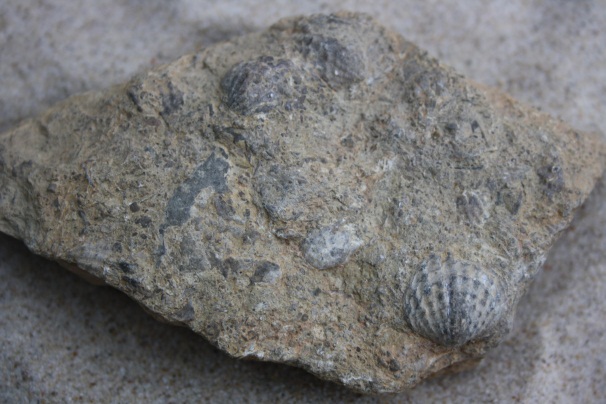 Brachiopoden