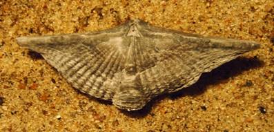 Brachiopode