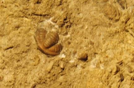 Trilobitenschwanz, Devon 370 -360 Millionen Jahre 