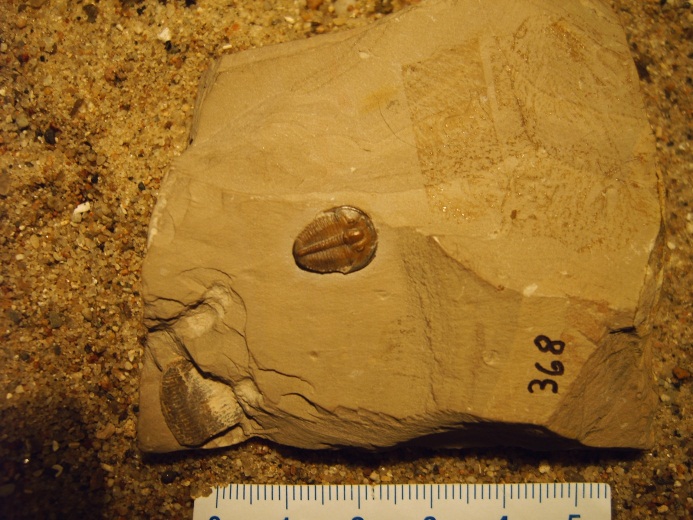 Elrathia kingii, Kambrium