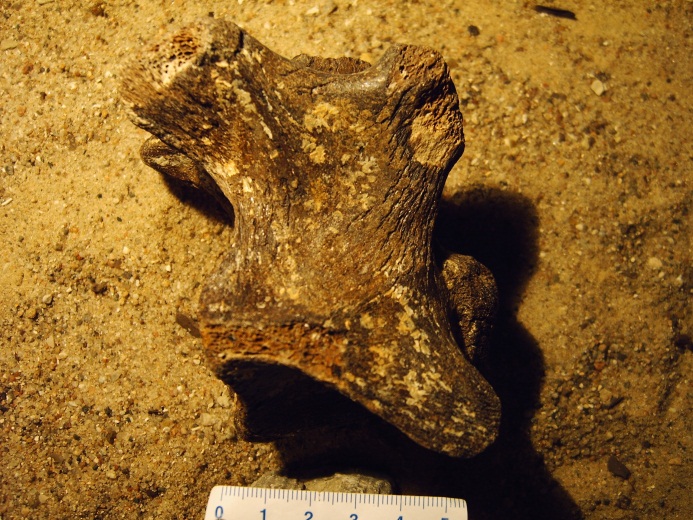 Bisonwirbel, ca. 2 Millionen Jahre