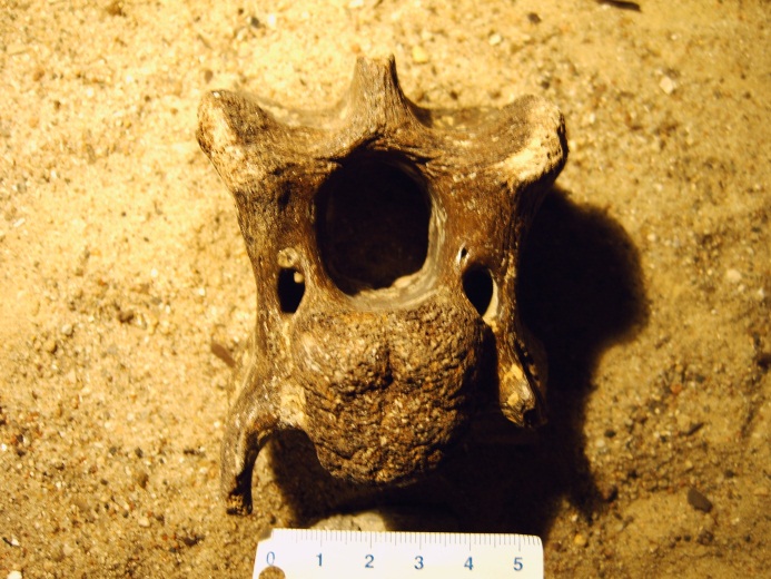 Bisonwirbel, ca. 2 Millionen Jahre