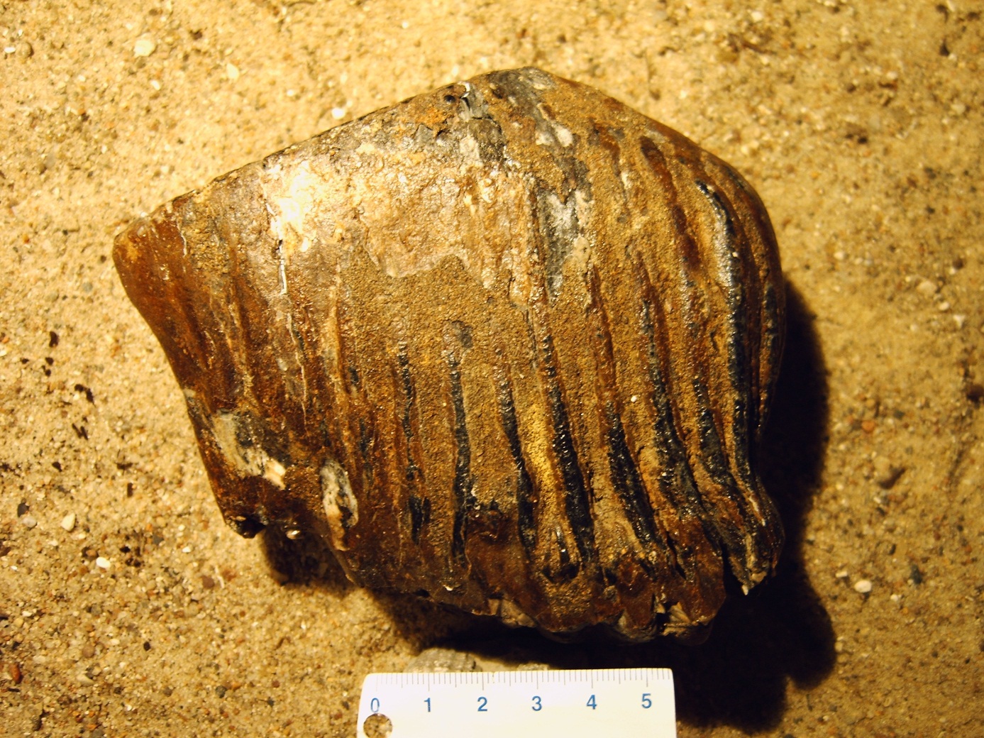 Mammutzahn (Mammutus primigenius aus dem Pleistozän, ca 2 Millionen Jahre)