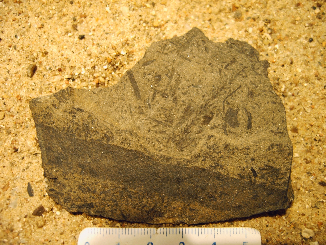 Lebachia, Nadelgehölz, Perm, ca. 250 Millionen Jahre