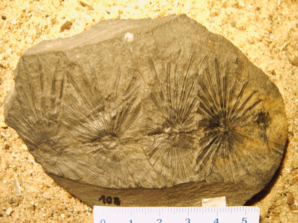 Annutaria stellata, Schachtelhalmgewächs, Perm ca. 250 Millionen Jahre 