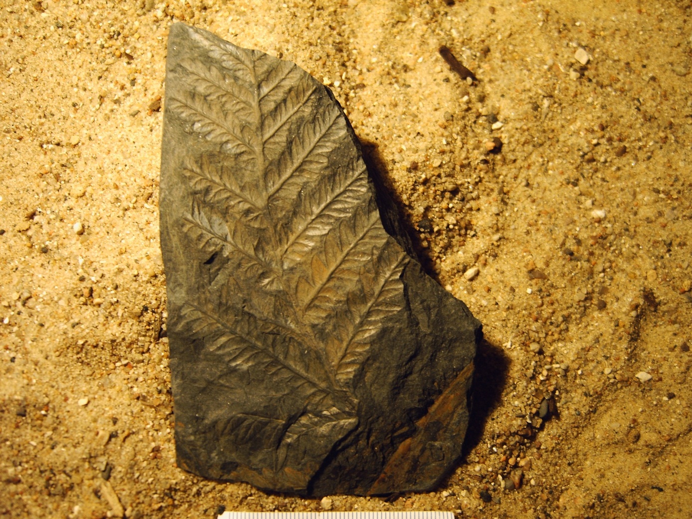Ein Farnblattträger, Karbon ca. 300 Millionen Jahre