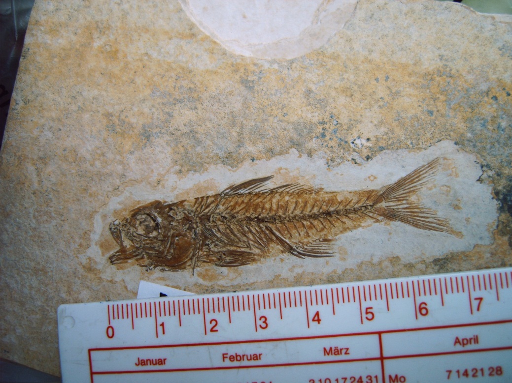 versteinerter Fisch (Dapelius macutus), Oligozän, ca. 35 Millionen Jahre