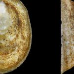 06a_Ancylus_fluviatilis_Flussnapfschnecke