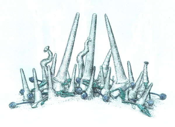 SeeigelAbwehr13