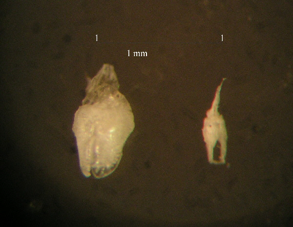 pedicellarien01