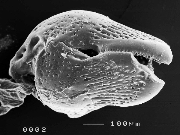 pedicellarien02