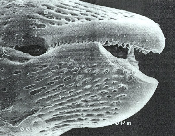 pedicellarien03
