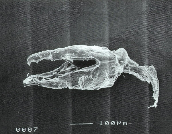 pedicellarien04