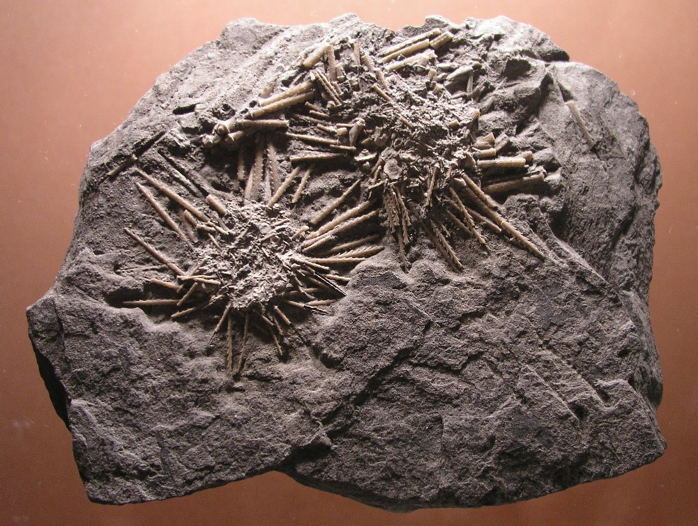 pedicellarien08