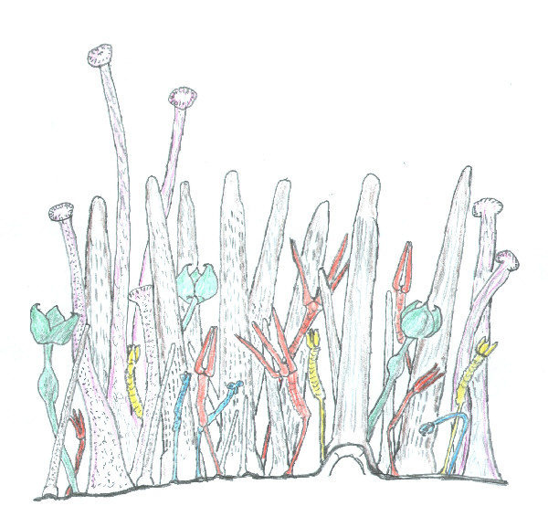 pedicellarien10