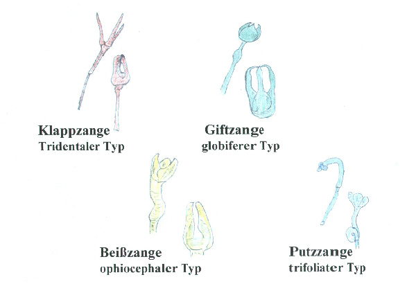 pedicellarien10a