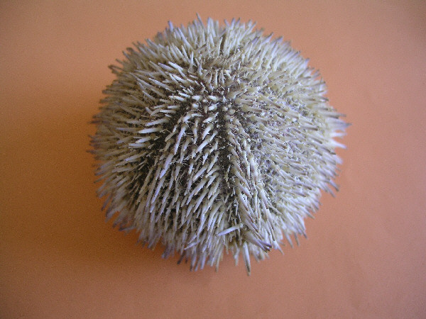 pedicellarien15