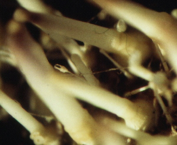 pedicellarien15a