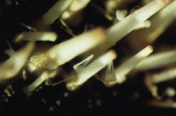pedicellarien15b