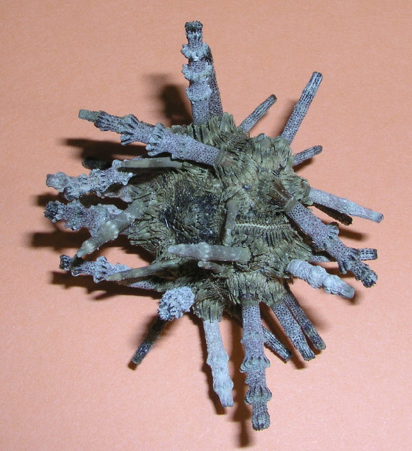 pedicellarien17