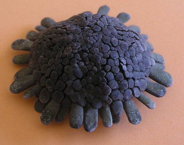 pedicellarien19