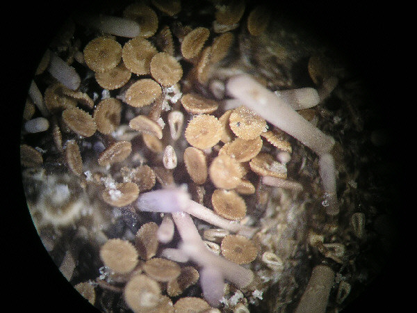 pedicellarien19a