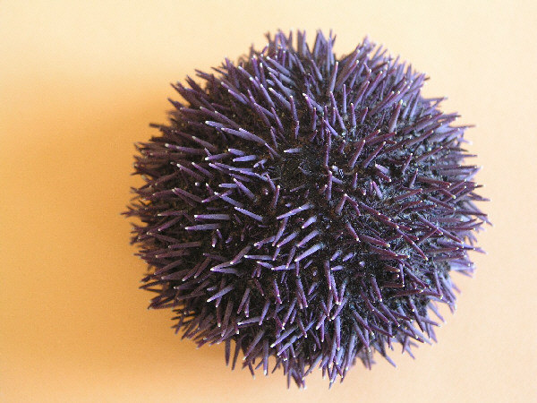 pedicellarien20