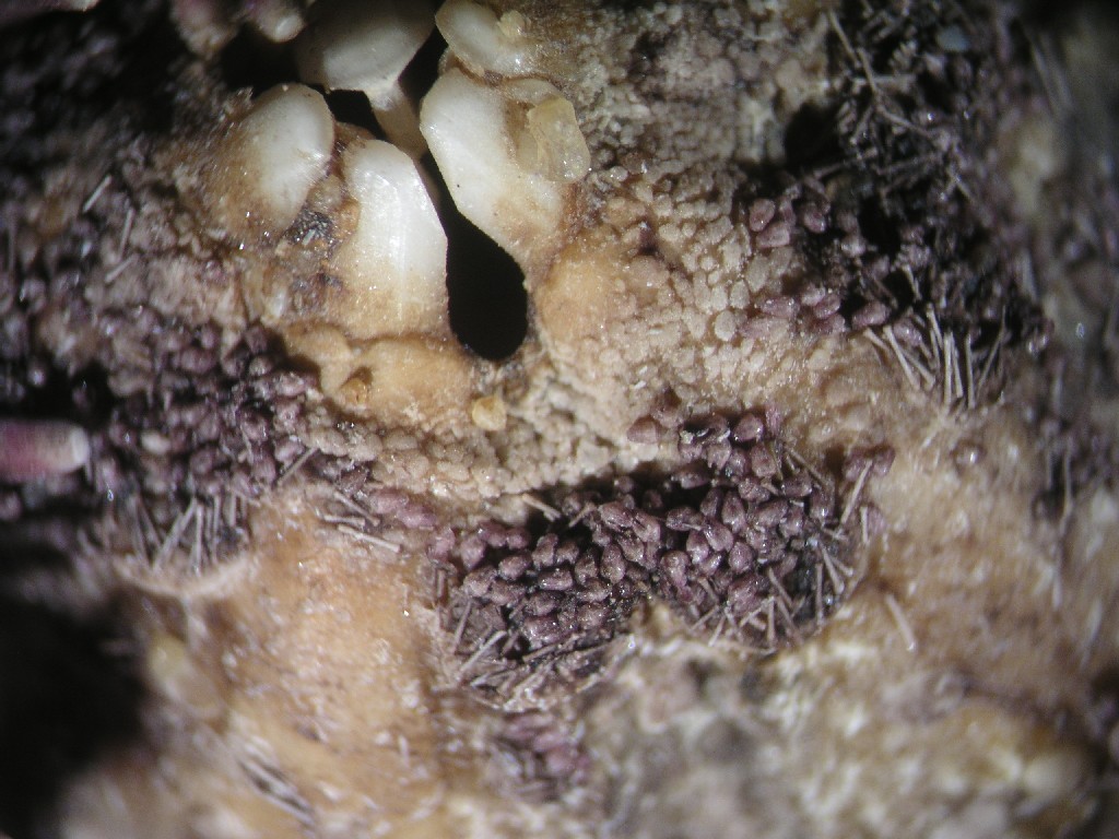 pedicellarien20a