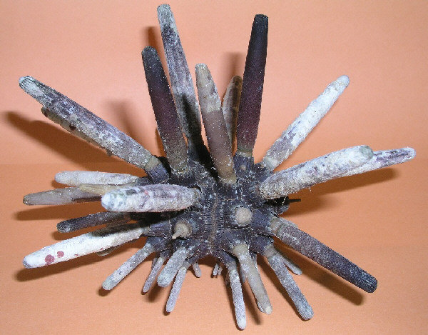 pedicellarien21