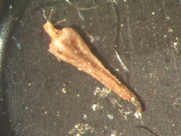 pedicellarien21a