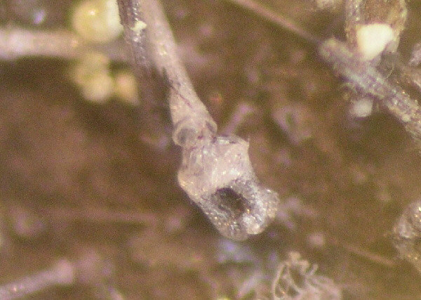 pedicellarien22a