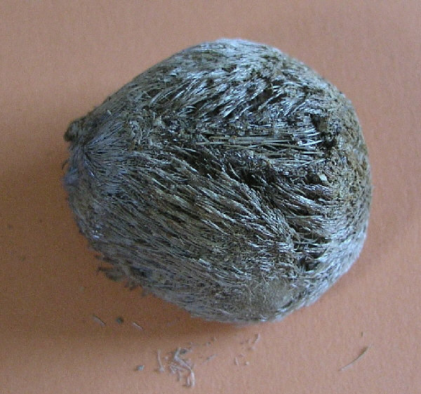 pedicellarien23