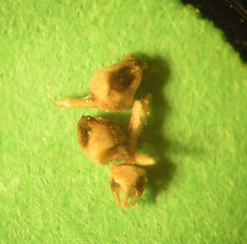 pedicellarien23a